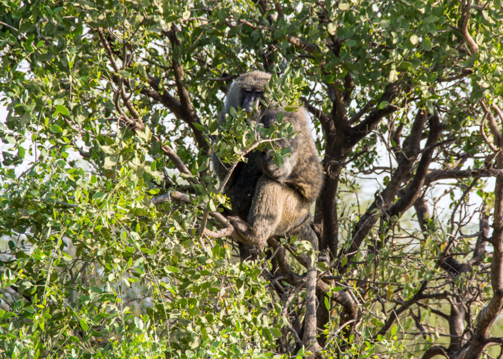 Baboon in a tree - Awash National Park
