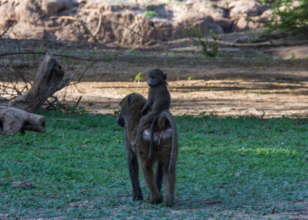 Baboon Family - Awash National Park