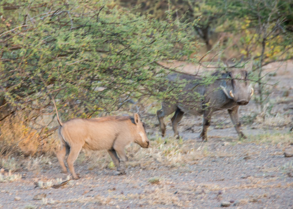 Warthog Family