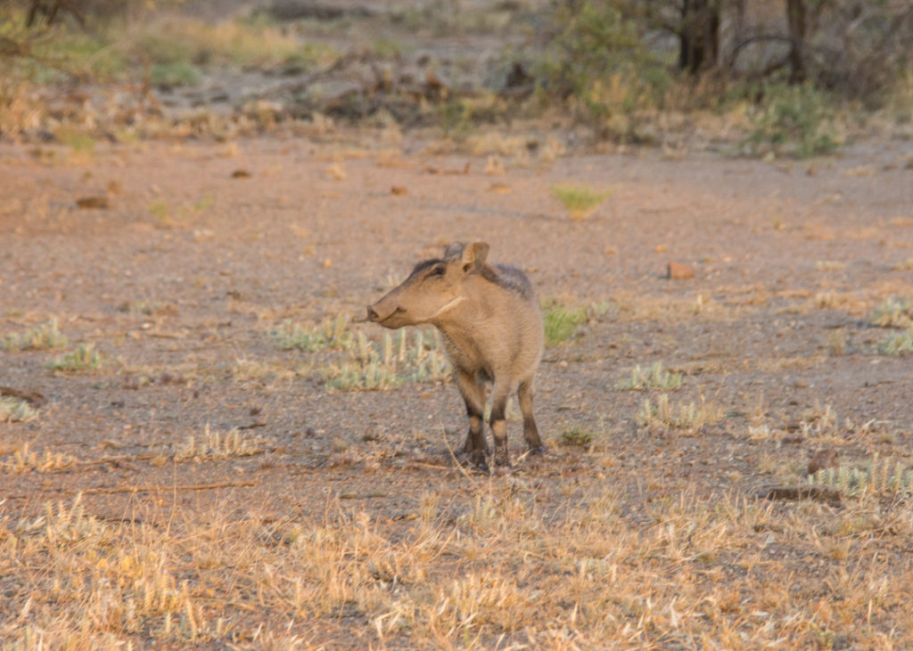 Baby warthog at Awash National Park