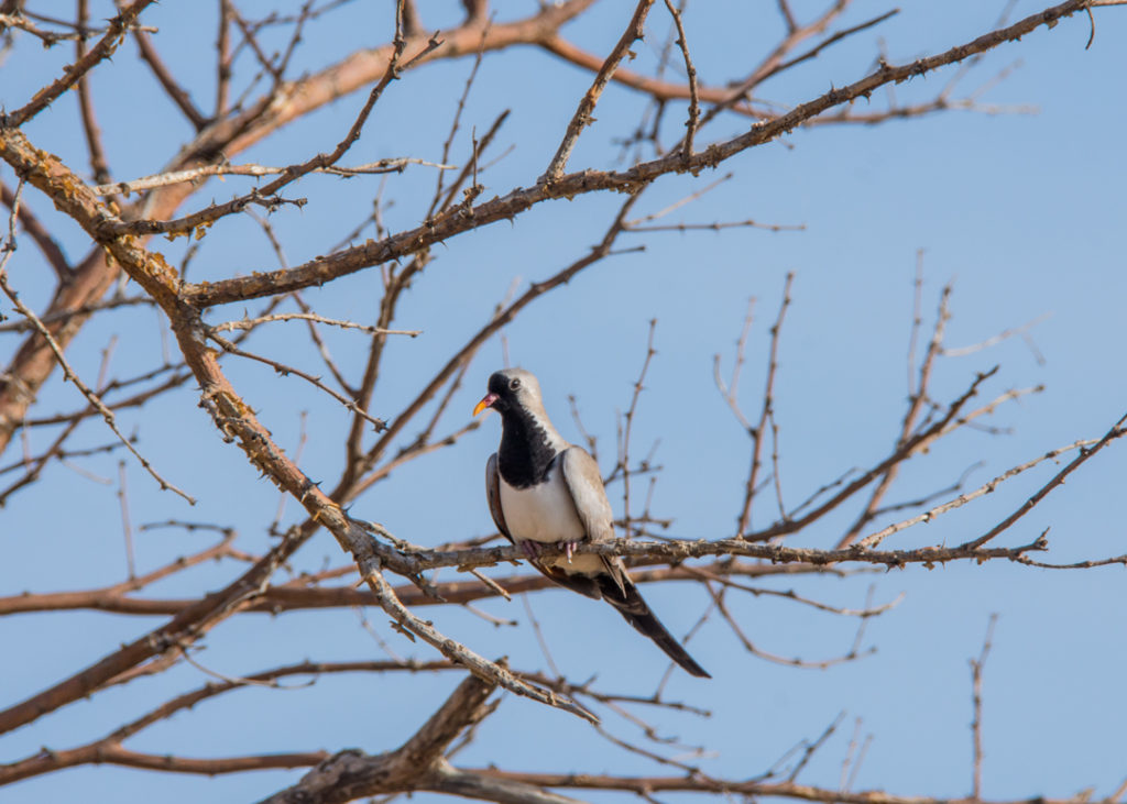 Bird at Awash National Park