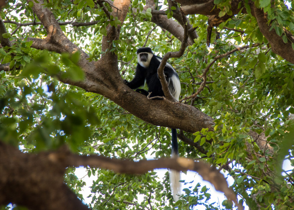Colobus Monkey - Awash National Park