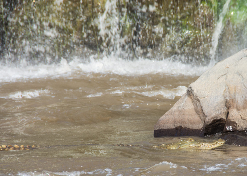 Crocodile at Awash Falls