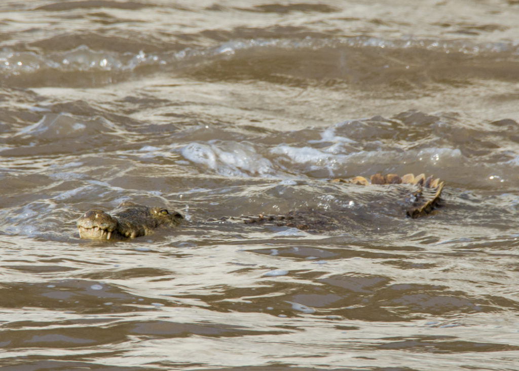 Crocodile at Awash Falls
