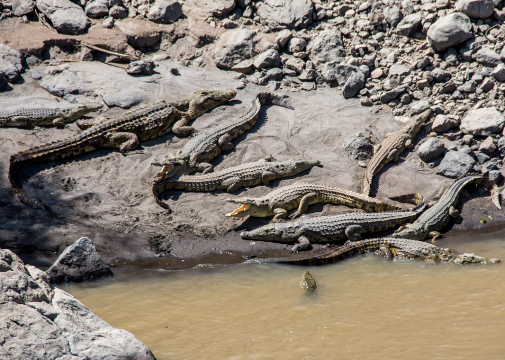 Crocodiles at Awash Falls