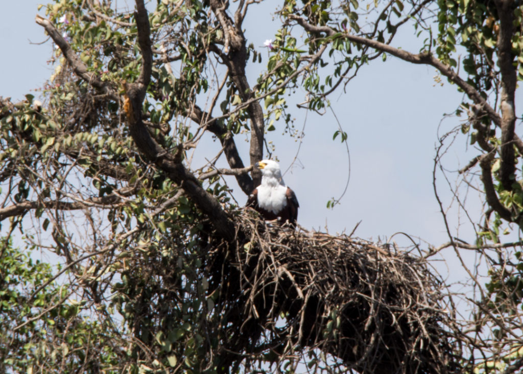 Fish Eagle at Awash Falls Gorge