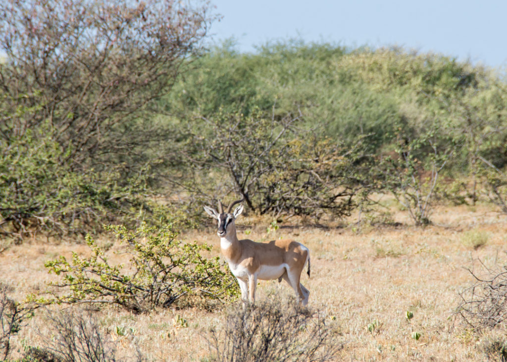 Gazelle at Awash National Park