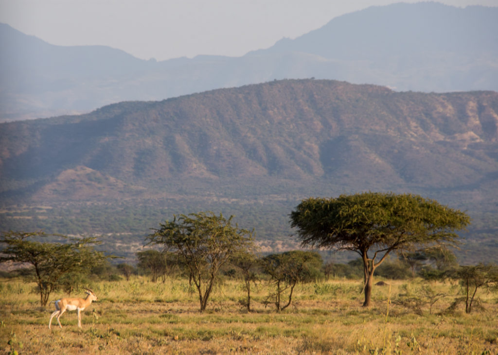 Gazelle at sundown - Awash