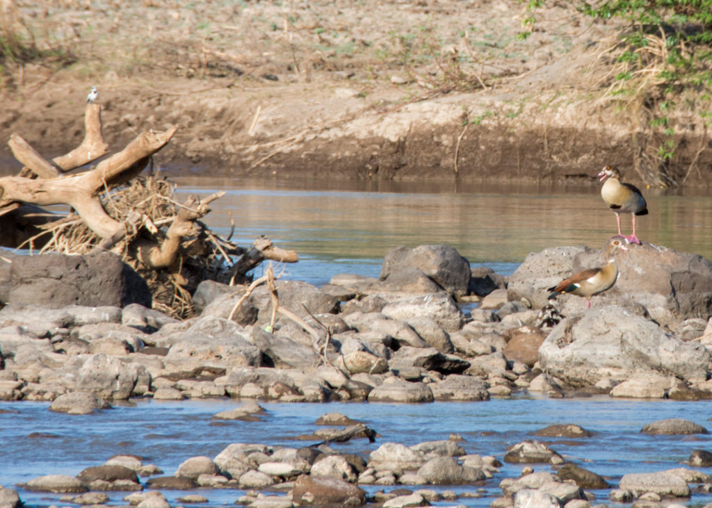 Egyptian Geese in the Awash River