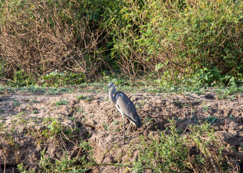 Heron at Awash National Park