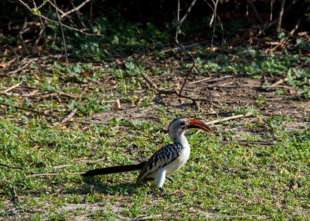 Hornbill at Awash National Park