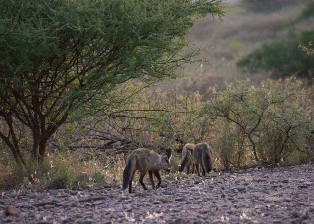 Jackals at Awash National Park