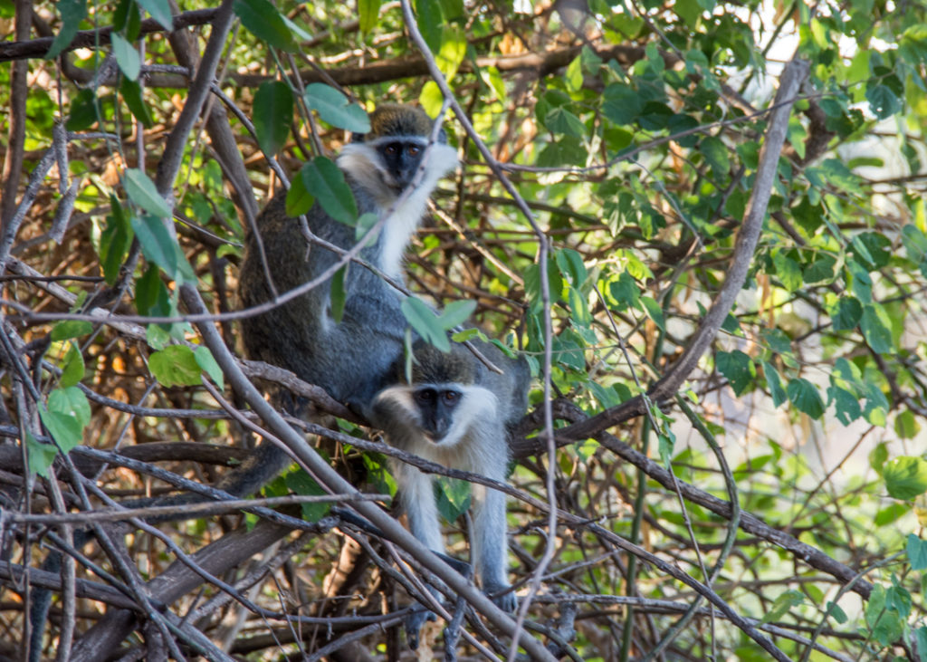 Vervet Monkeys