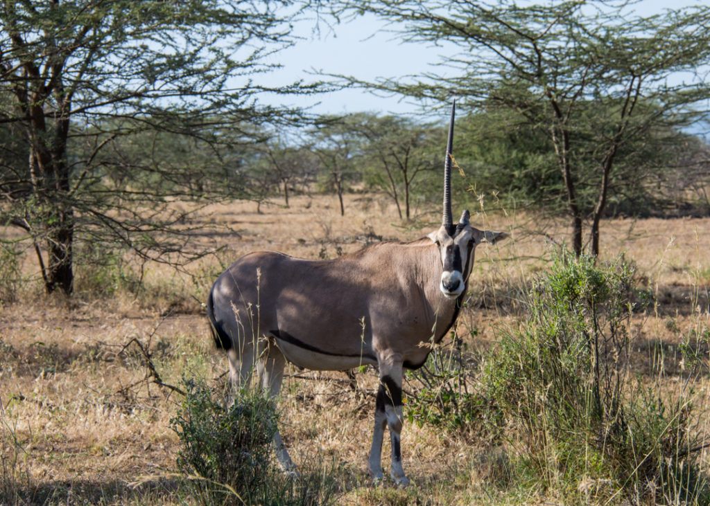 Oryx at Awash National Park