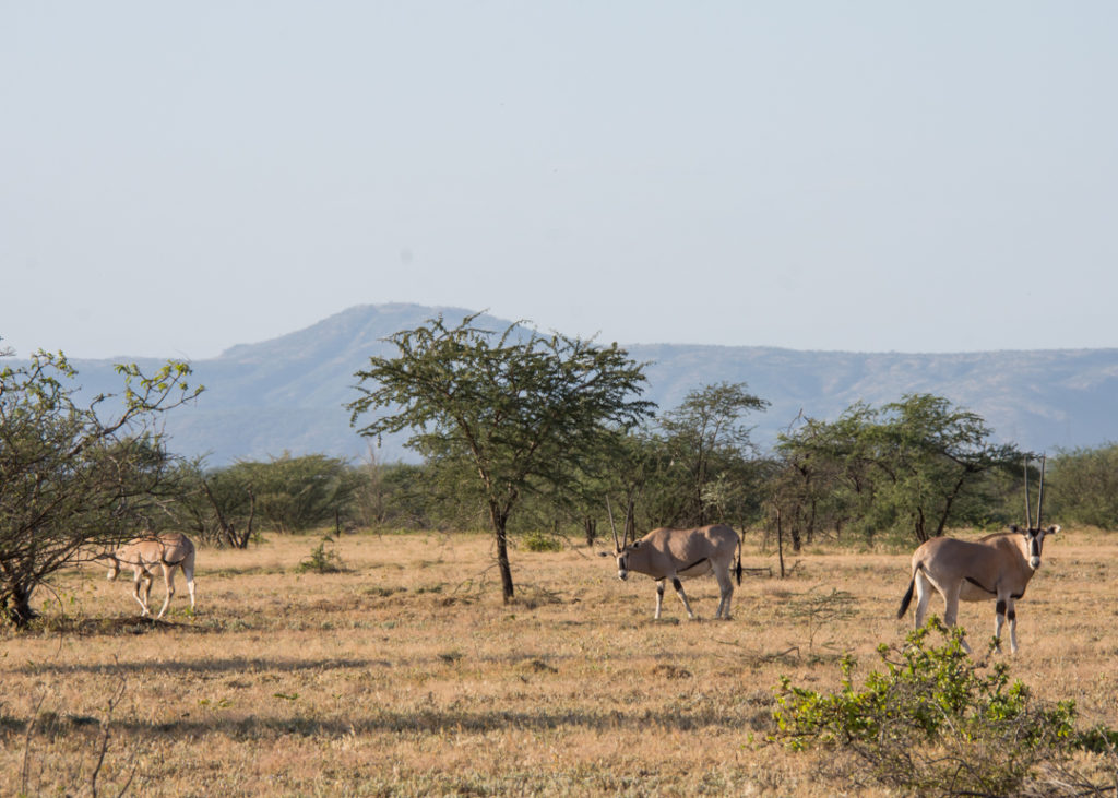 Family of Oryx at Awash National Park