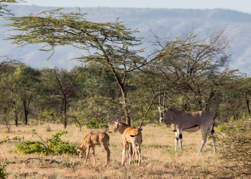 Family of Oryx at Awash National Park