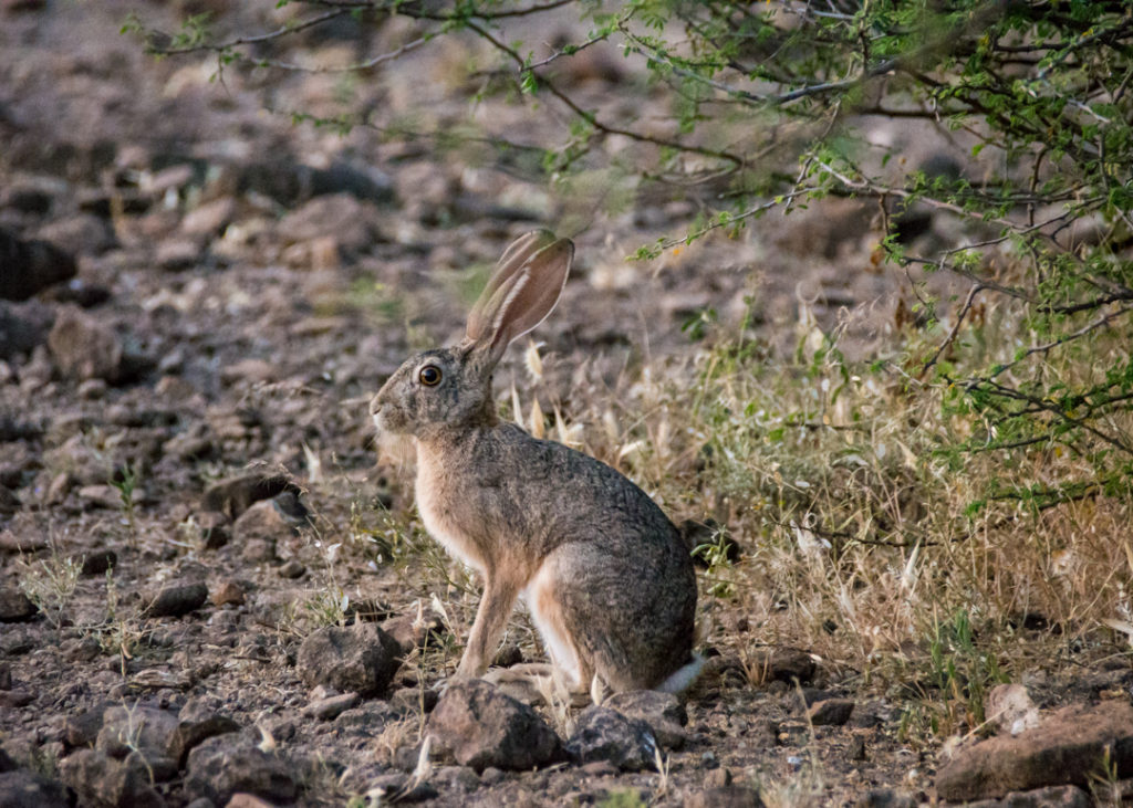 Rabbit at Awash National Park