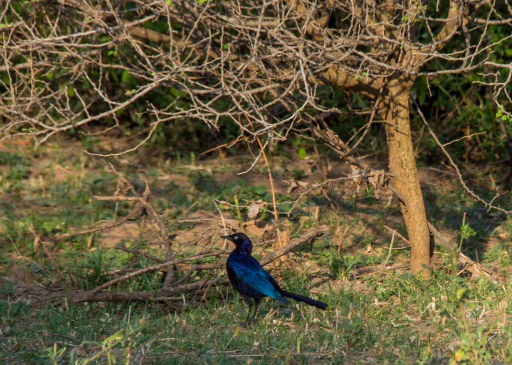 Starling