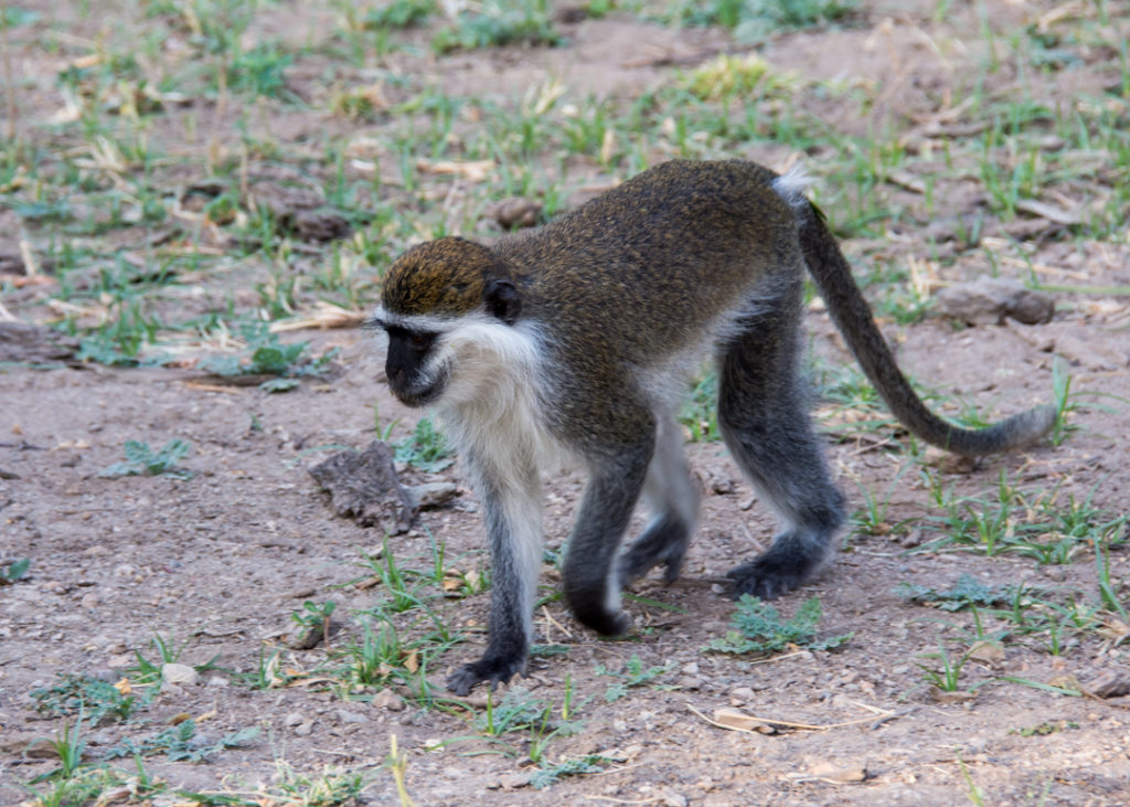 Vervet Monkey at Awash Falls Lodge