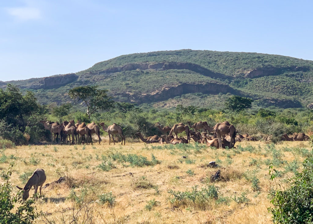 Road to Awash National Park