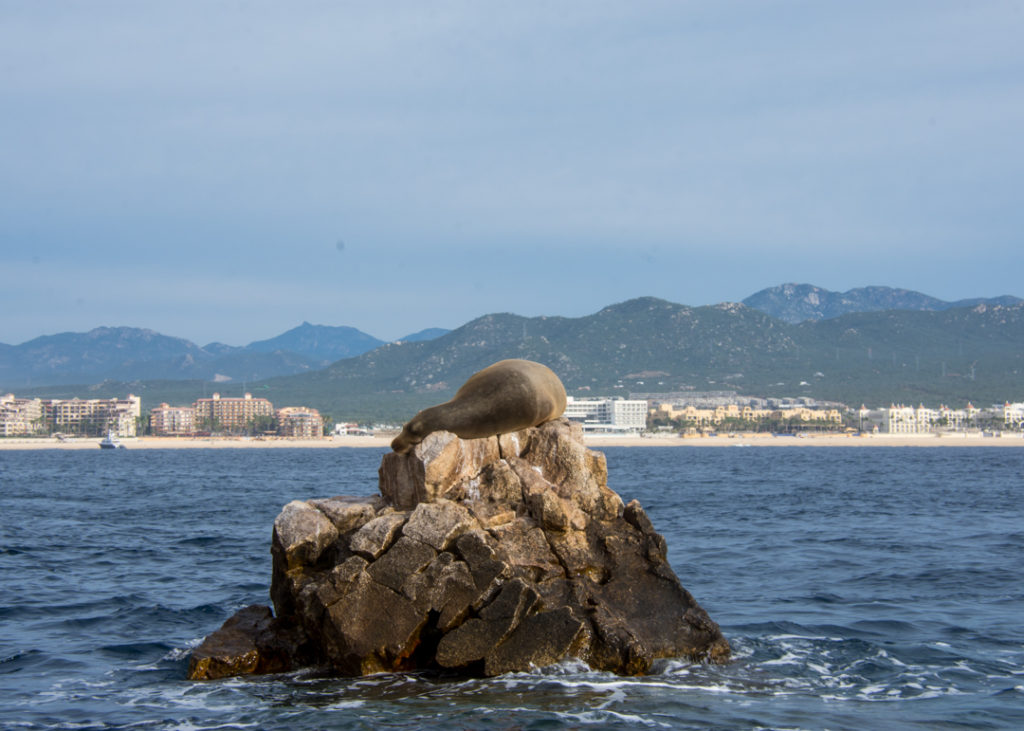 Seal sunning on a rock in Cabo San Lucas