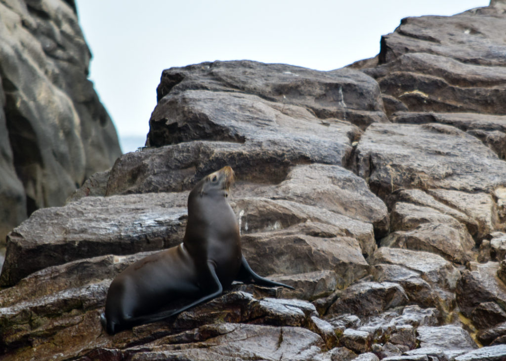 Seal on a rock