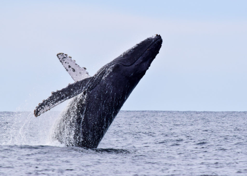 Humpback whale breaching in Cabo