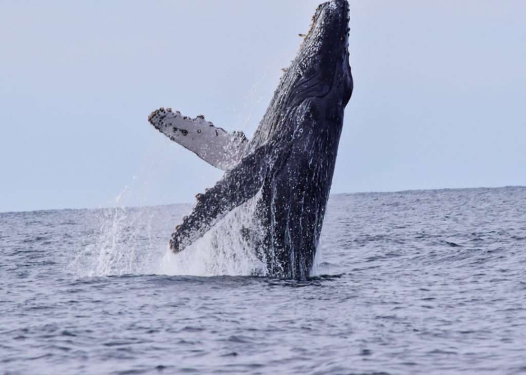 Humpback whale breaching in Cabo