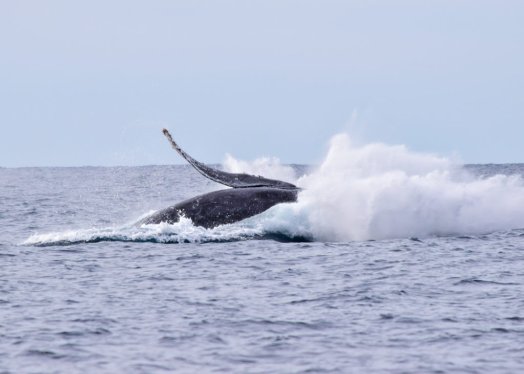 Humpback whale breaching in Cabo