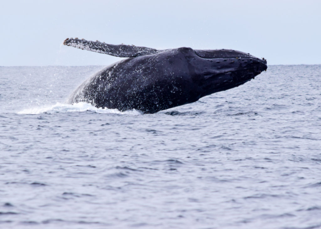 Humpback whale breaching in Cabo