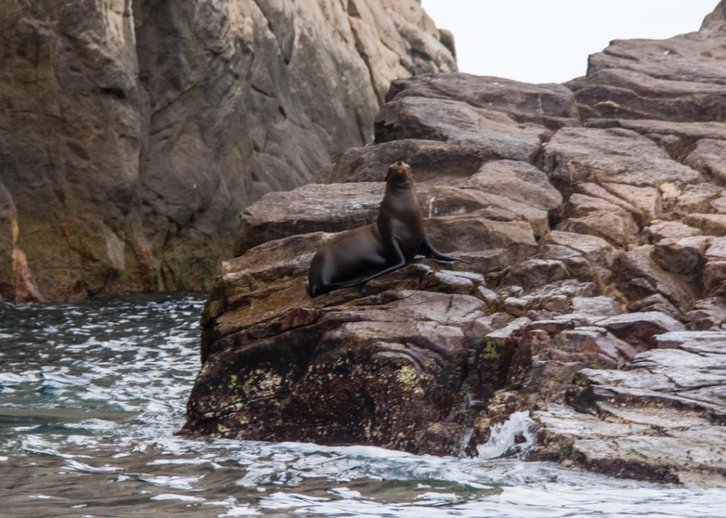 Seal in Cabo