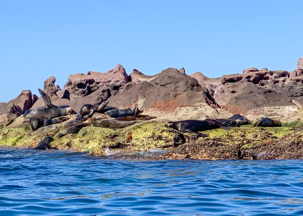 Las Islotes sea lions
