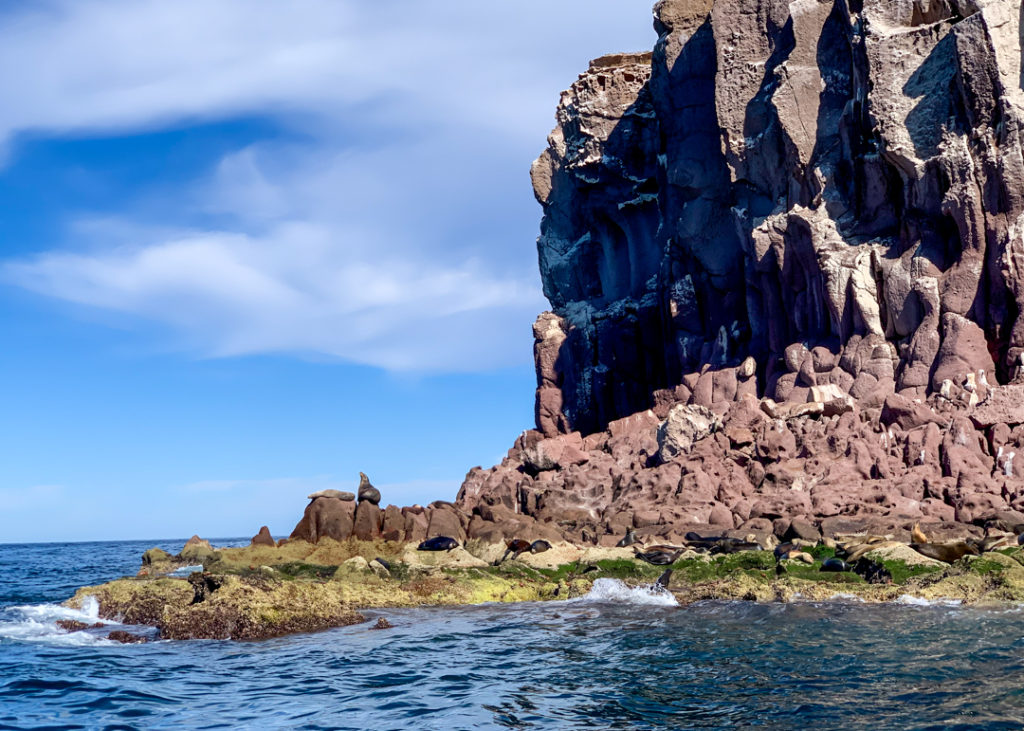 Las Islotes sea lions