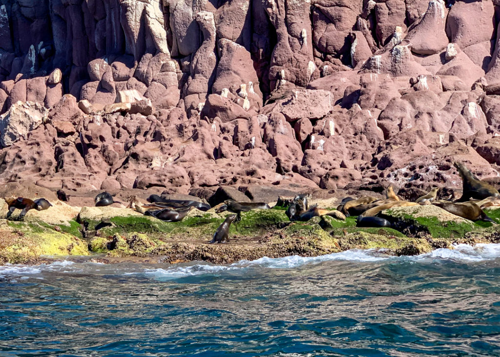 Las Islotes sea lions