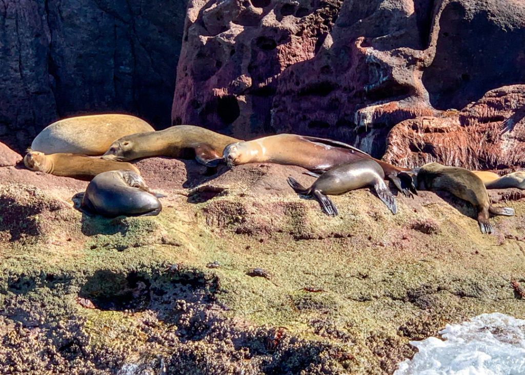 Las Islotes sea lions