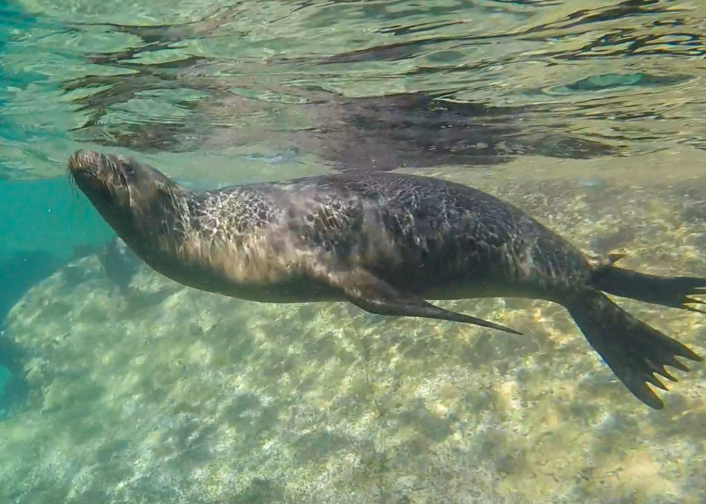 Sea lion at Isla Espiritu Santo