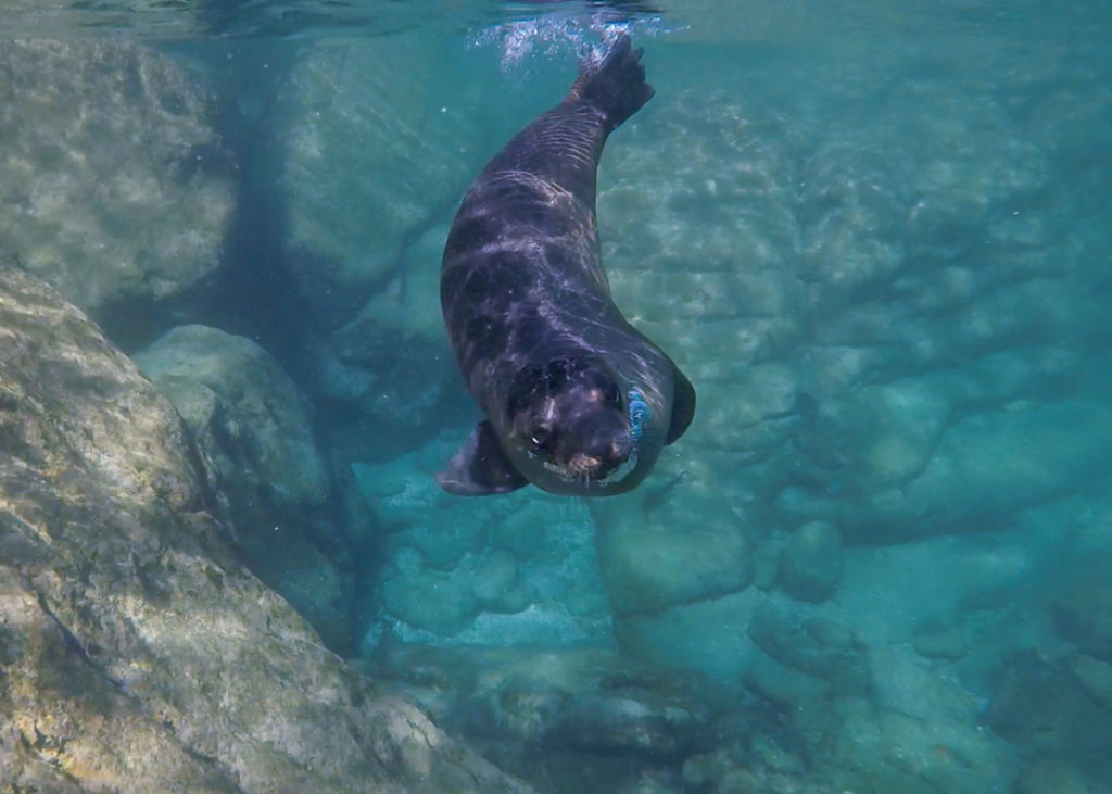 Sea lion at Isla Espiritu Santo