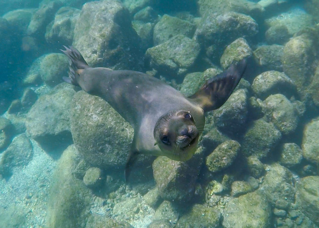 Sea lion at Isla Espiritu Santo