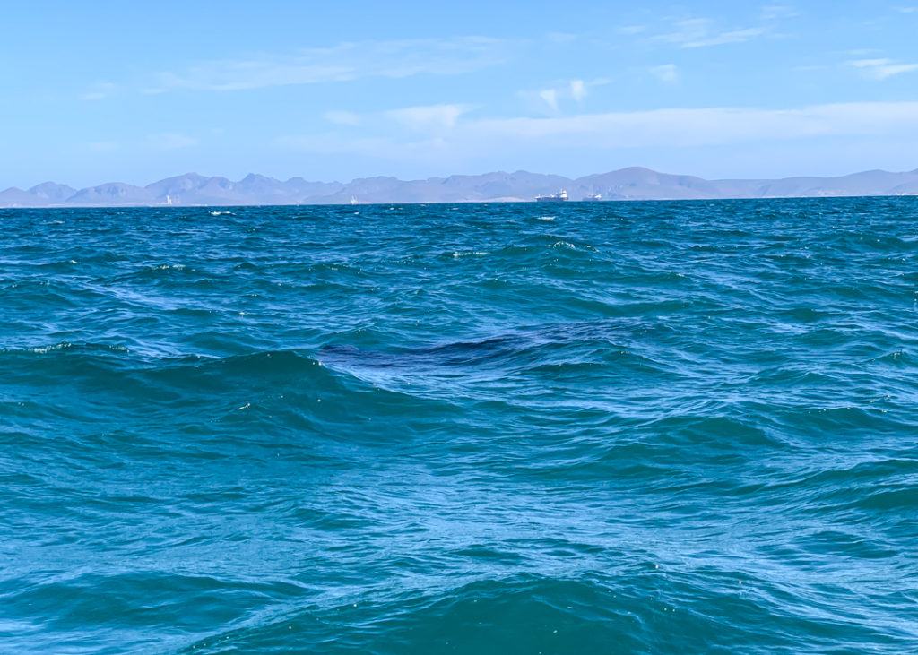 Whale shark in La Paz, Mexico