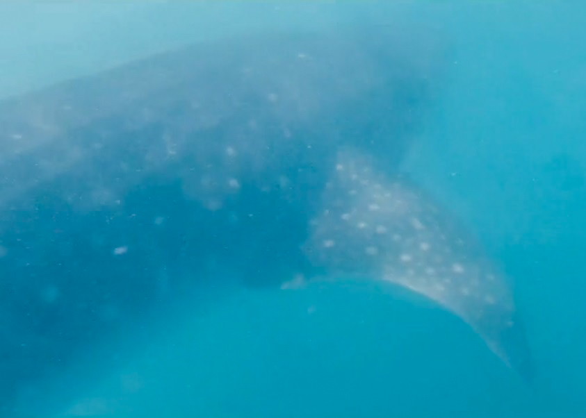 Whale shark in La Paz - Mexico