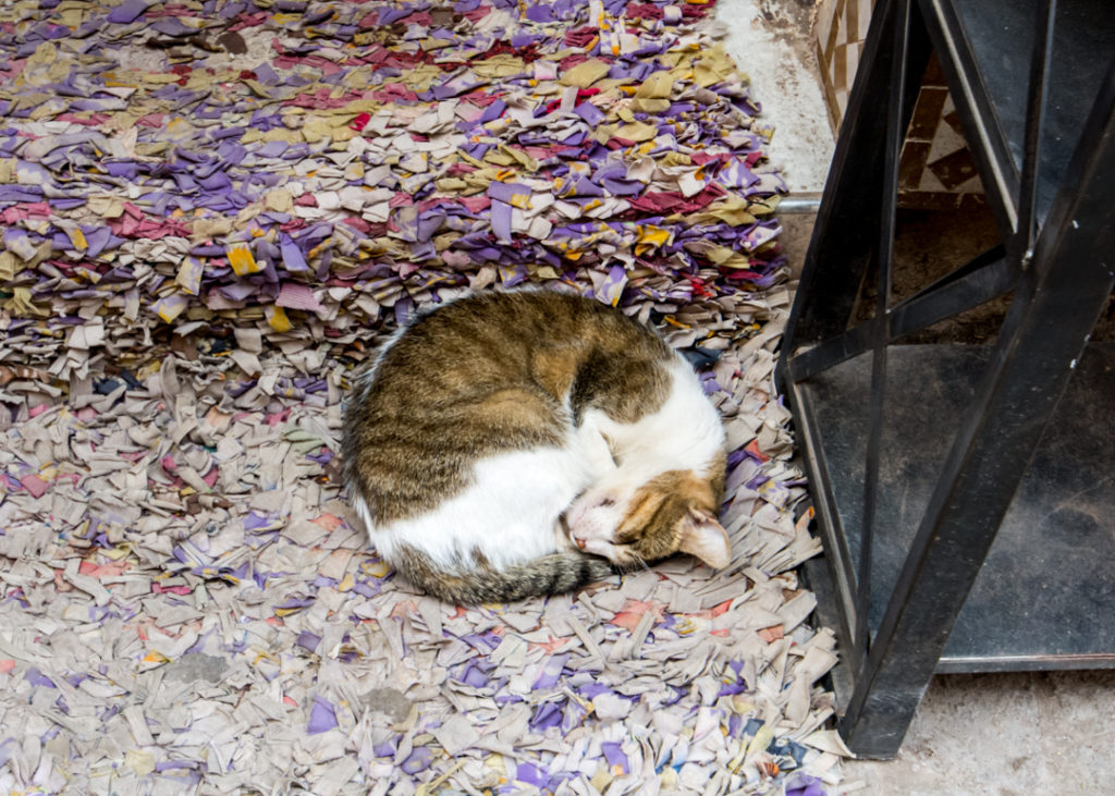 Cat sleeping in the Medina of Marrakesh