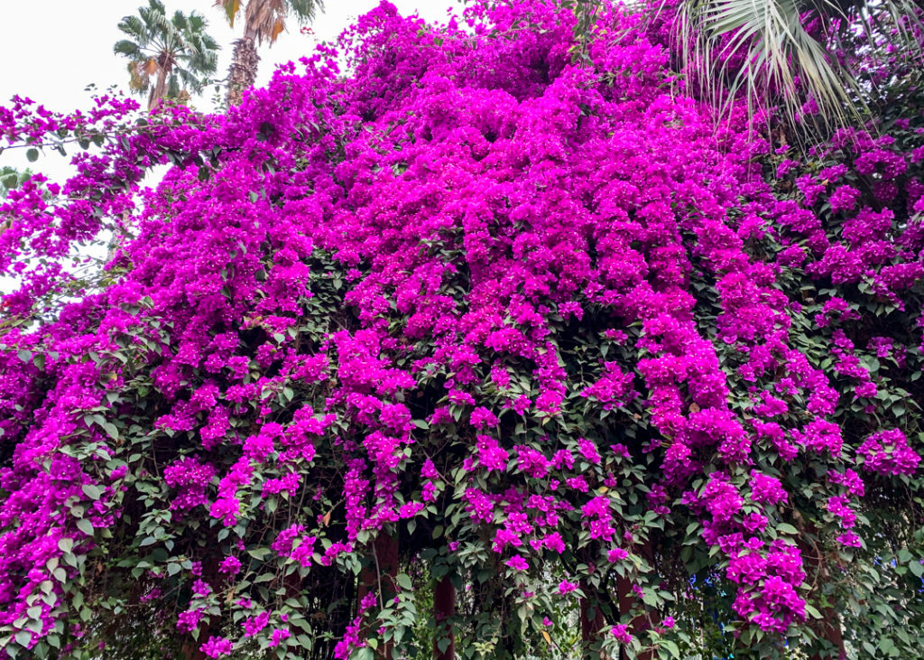 The Majorelle Garden in Marrakech