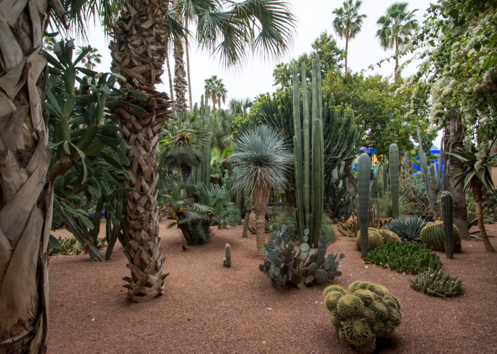 The Majorelle Garden in Marrakech