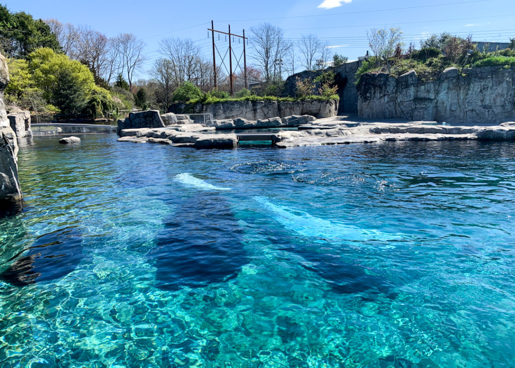 Mystic Aquarium