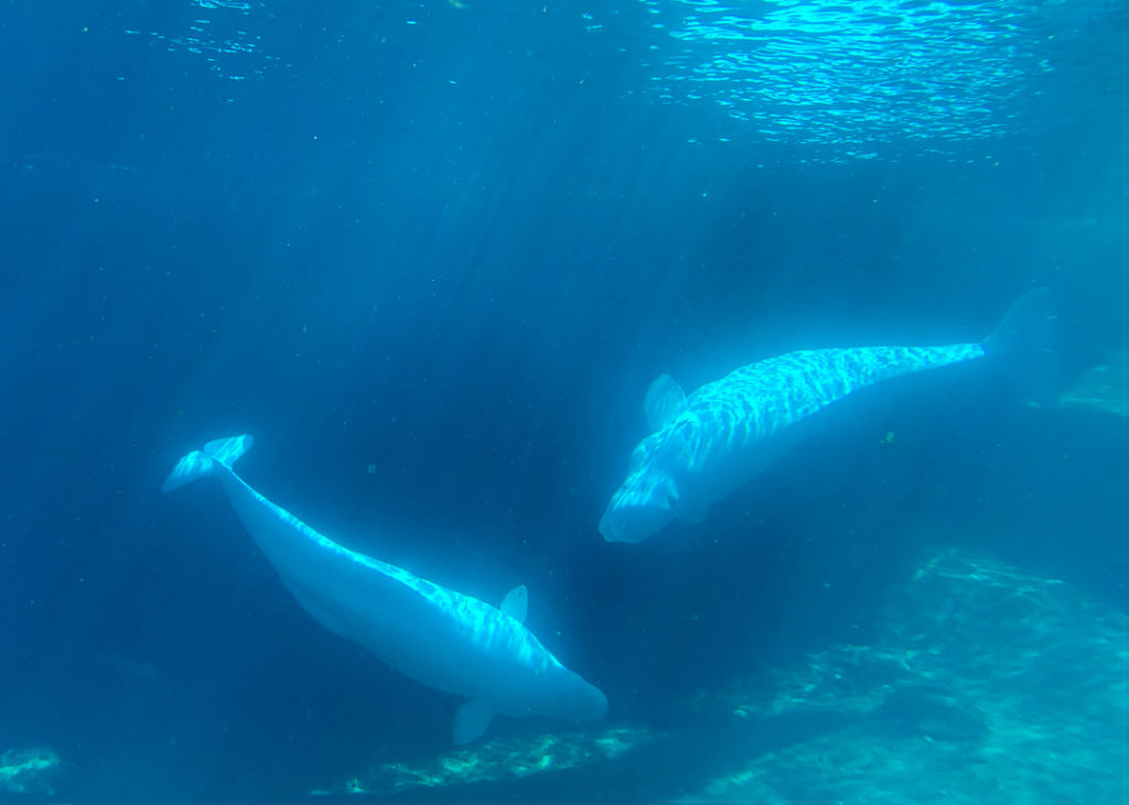 Belugas at Mystic Aquarium