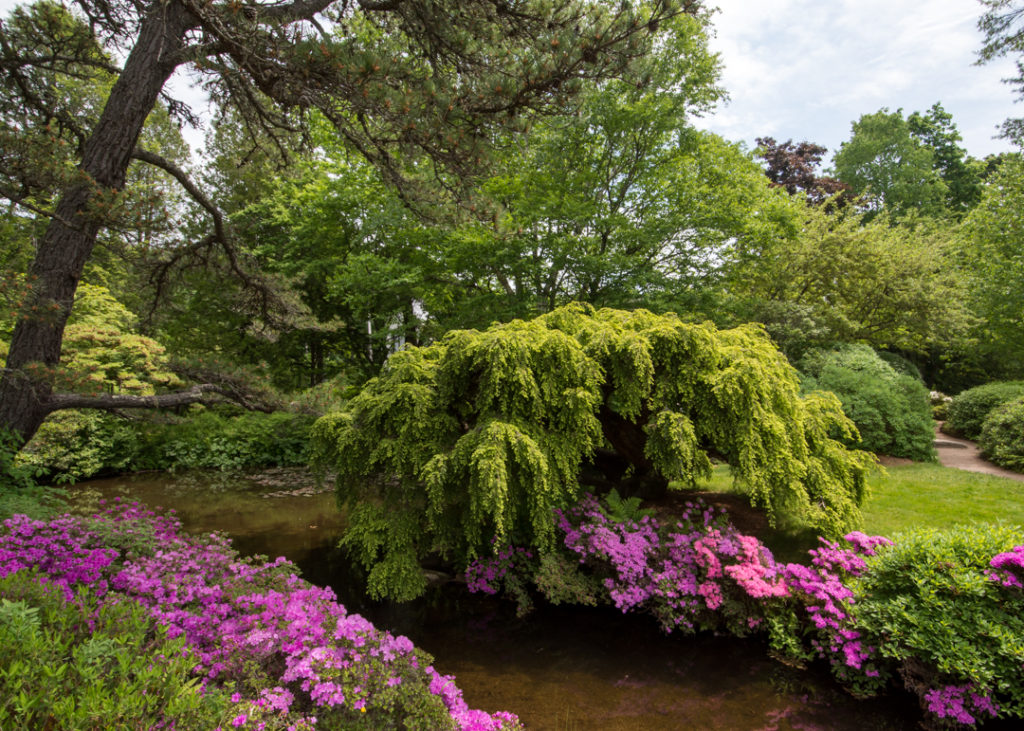 Azalea Garden on Mount Desert Island