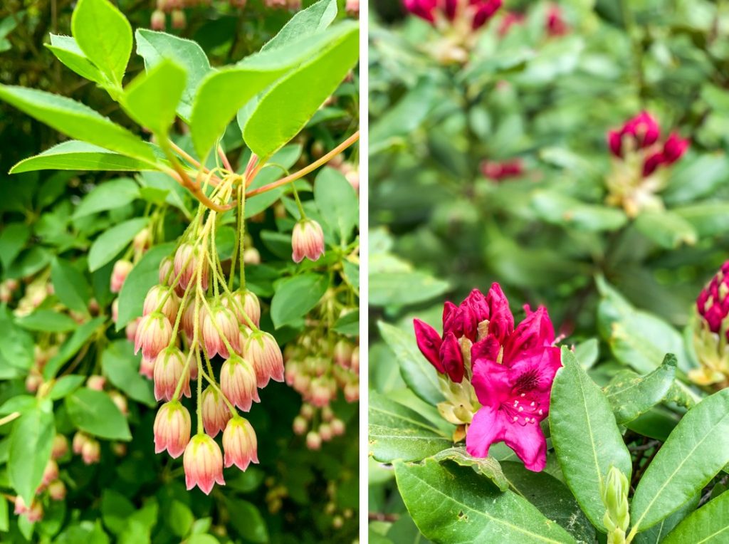 Azalea Garden on Mount Desert Island