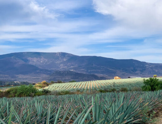 Matatlan Oaxaca