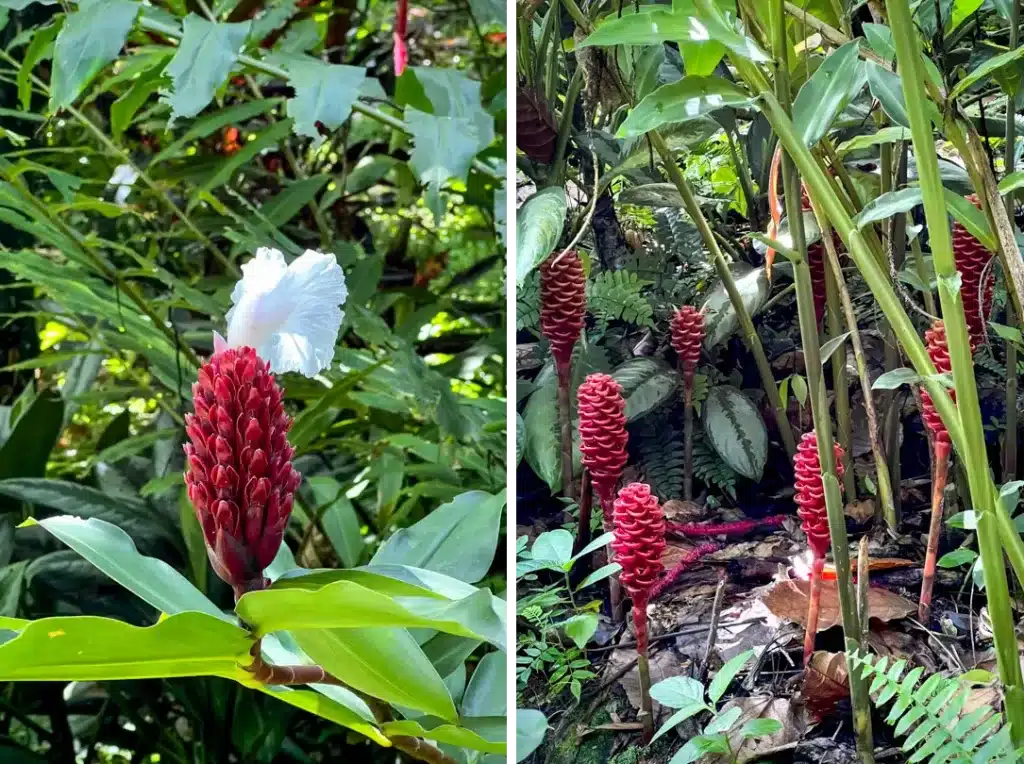 Diamond Falls Botanical Gardens St Lucia