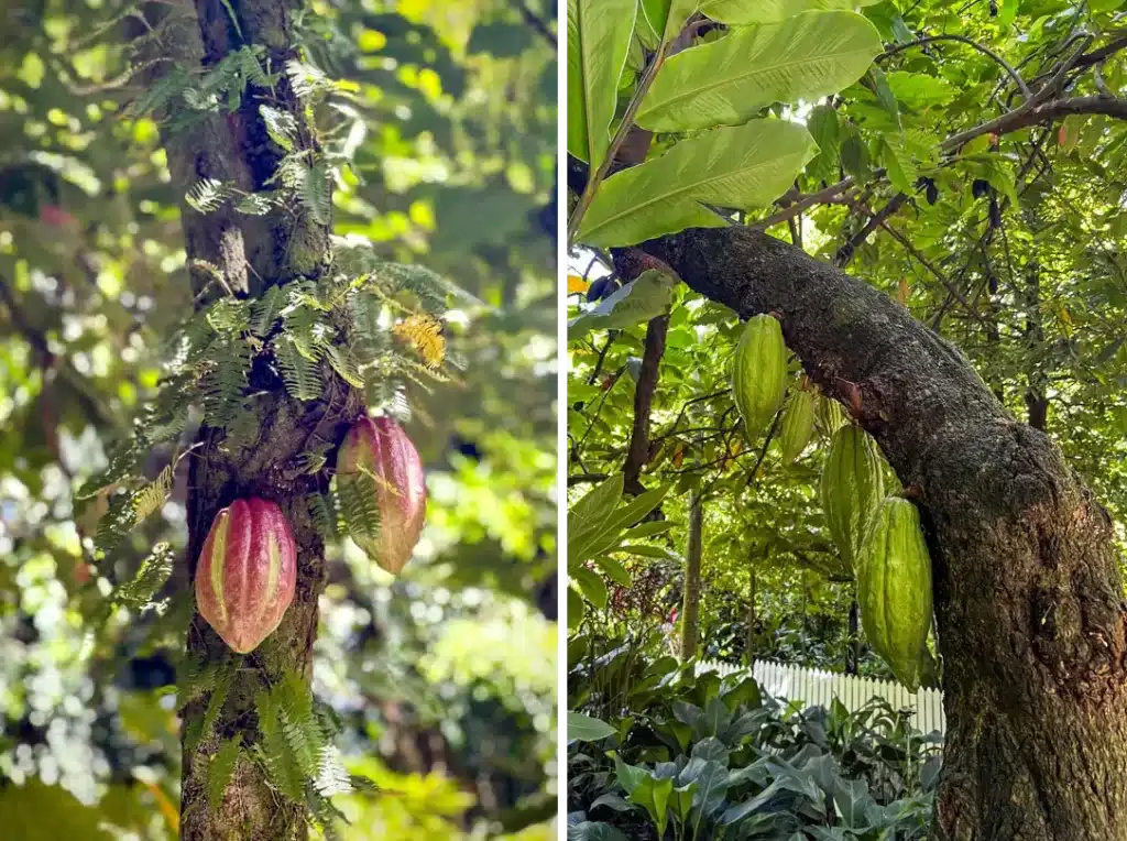 Cocoa at Diamond Falls Botanical Gardens St Lucia